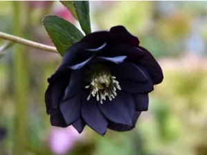 Elegan dan Misterius: Mengungkap Keindahan 8 Bunga Berwarna Hitam